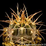 Gymnocalycium glaucum v. mucidum-P36 JJ.Houdre.jpg